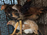 Chickens — Foto 1