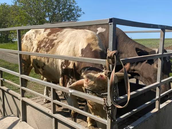 Lembu betina, Cattle
