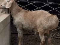 Vædder, Arashan sheep — foto 3