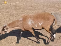 Ovce, Cameroon sheep — foto 1