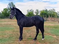 Cavalo, Cavalos — foto 1