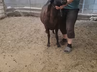Kambing jantan, Sheep — foto 4