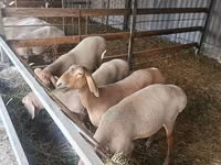 Schaf, Arashan sheep — Foto 2