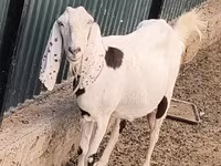 Koza, Beetal goats — foto 1