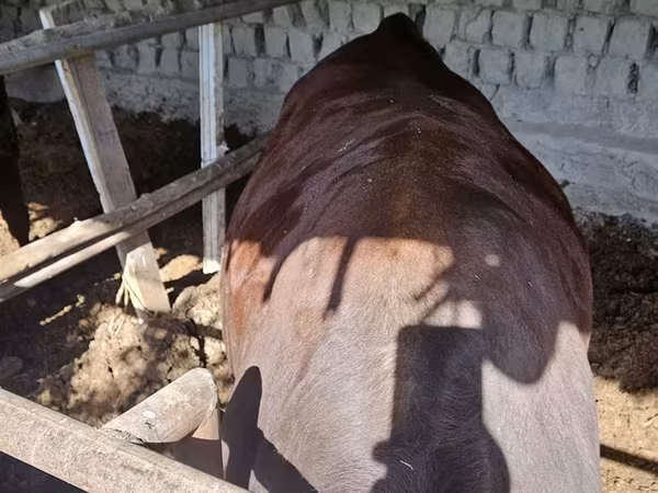 Býk, Red Estonian cattle
