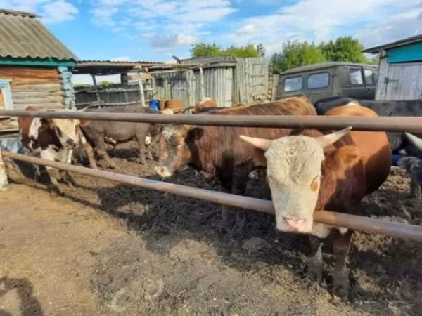 Bull, Cattle — Russia