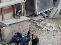 Chickens — عکس 2