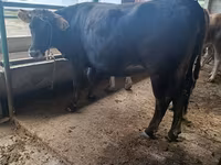 Tehén, Swiss cattle — 2. fotó
