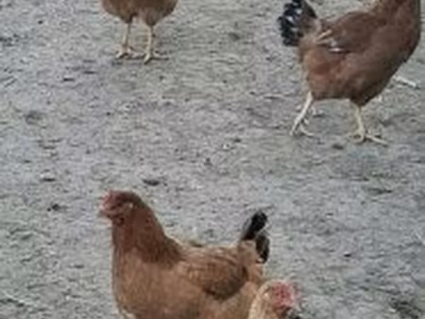 ไก่เดนมาร์ก