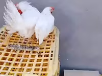 Chickens — عکس 2