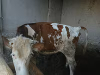 Tehén, Simmental cattle — 2. fotó