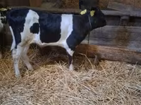 Dibi, Russian Black pied cattle — sawirka 2