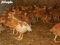 Chickens — fotografija 2