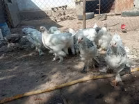 Brahma — Foto 2