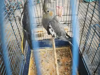 Nymph quşları (Cockatiel) – 2 ədəd, qəfəs və aksesuarlarla birlikdə — foto 1