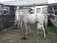 Kuda betina, Horses — foto 2