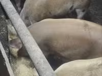 Säue, Schweine — Foto 3