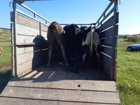 암소, Simmental cattle — 사진 2