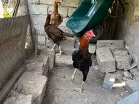 Chickens — عکس 8