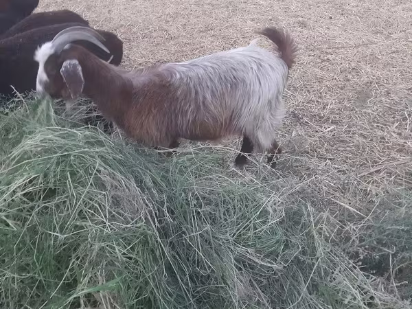 Koza, Alpine goat