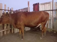 گاو ماده, Latvian Blue cattle — عکس 4