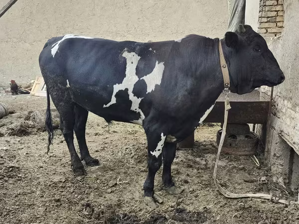 Lembu ternakan (lot, jantina tidak dinyatakan), Russian Black pied cattle