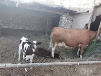 گاو نر, گاو — عکس 6
