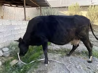 Lembu betina, Cattle — foto 3