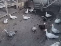 Ducks — รูปภาพ 1