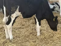காளை, Russian Black pied cattle — புகைப்படம் 1