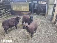 Πρόβατο, Southdown sheep — φωτογραφία 2