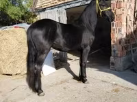 اسب نر, Friesian — عکس 3