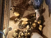 Turkeys — عکس 5