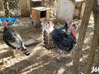 Turkeys — picha 2