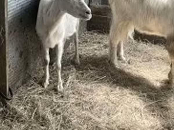 Koza, Kozy