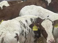 Bovini (lotto, sesso non specificato), Simmental cattle — foto 1