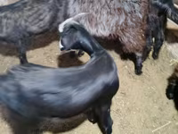 بز نر, Alpine goat — عکس 2