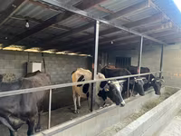 Կով, Russian Black pied cattle — լուսանկար 2