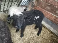 Beran, Wallis Country sheep — foto 4
