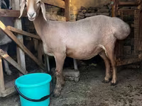 Ovca, Arashan sheep — fotografija 7