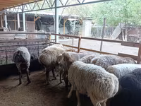 میش, Rhon sheep — عکس 4