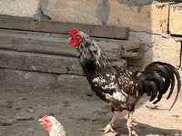Chickens — fotografija 3