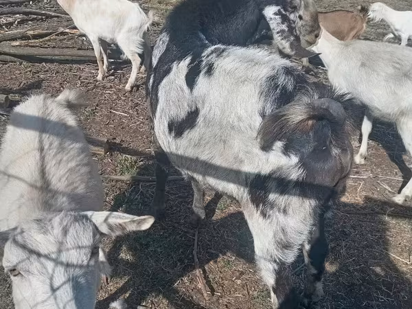 Kambing jantan, Nubian Goat