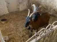 Kambing jantan, Alpine goat — foto 3