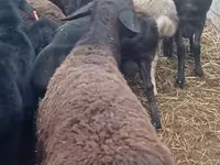 Ram, Sheep — photo 3