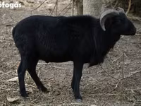 Ovce, Cameroon sheep — foto 2