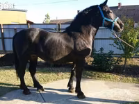 Kuda betina, Hungarian horse breed — foto 7