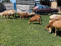 Oaie, Arashan sheep — foto 6