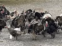 Turkeys — Foto 5