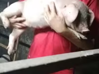 Porci (lot, sex nespecificat), Ландрас — foto 6